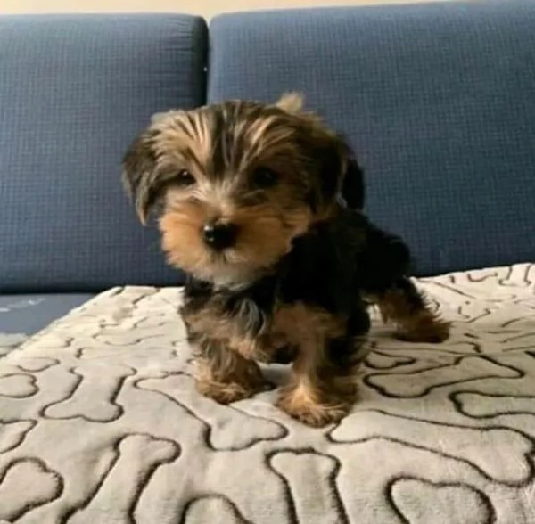 Regalo cucciolo Cuccioli di yorkshire a pelo corto