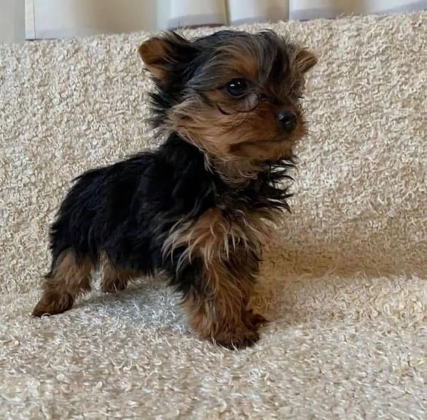 Regalo Regalo di cuccioli di yorkshire maschio e femmina