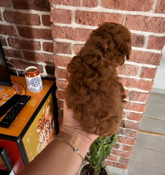 Regalo di cuccioli di barboncino maschio e femmina