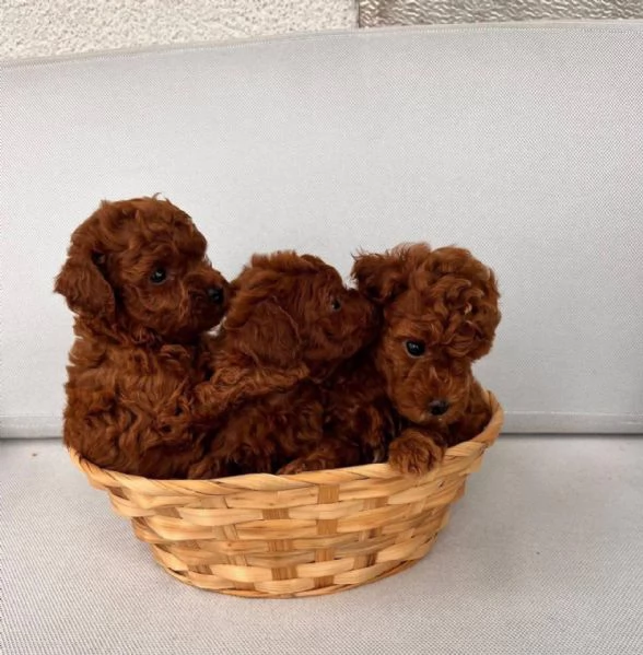 Regalo cucciolo Cuccioli di barboncino a pelo corto