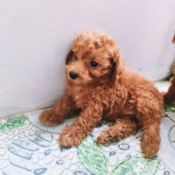 Regalo Regalo di cuccioli di barboncino maschio e femmina
