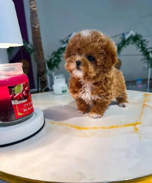 Regalo cucciolo Regalo di cuccioli di barboncino maschio e femmina