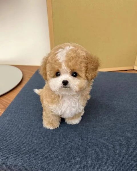 Regalo cucciolo Cucciolo red barboncino nana