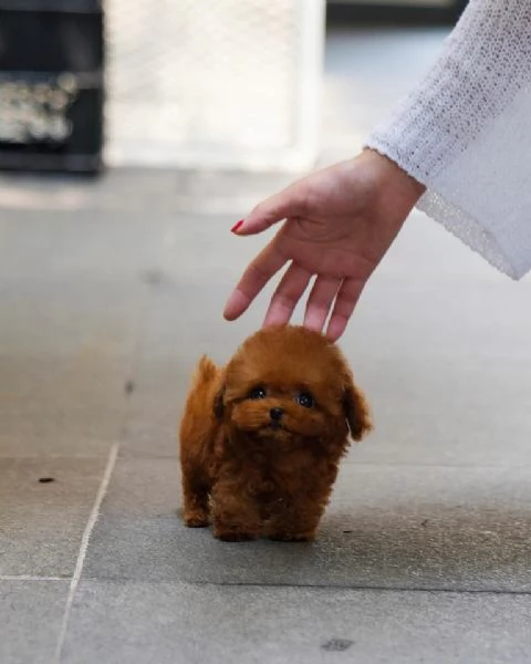 Regalo cucciolo REGALO CUCCIOLO BARBONCINO sanitaria
