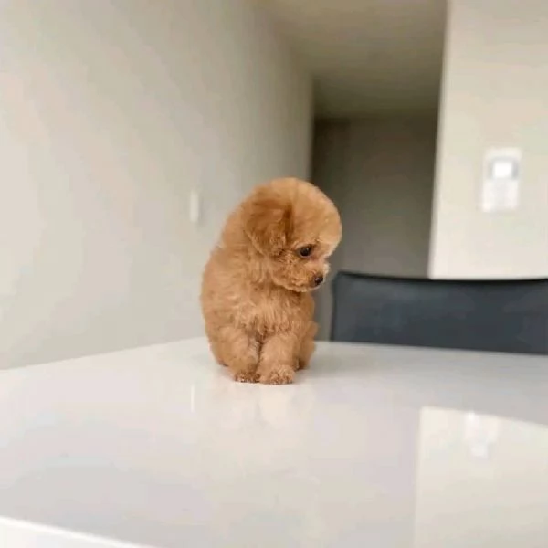 Regalo cucciolo REGALO BARBONCINO