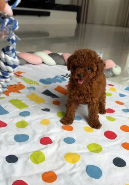 2Regalo cucciolo Regalo di cuccioli di barboncino maschio e femmina