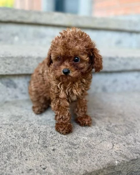 Regalo Regalo di cuccioli di barboncini maschio e femmina