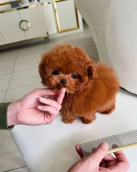piccolissima cuccioli di barboncino per ladozione