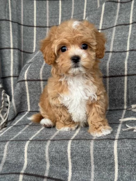 Regalo Regalo di cuccioli di barboncino maschio e femmina