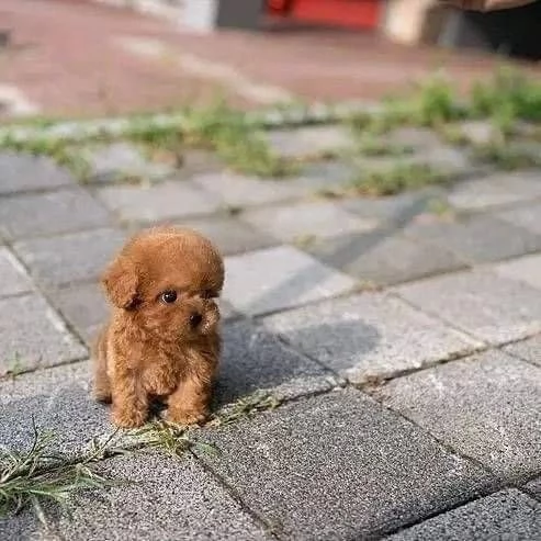 Regalo cucciolo Cuccioli barboncino maschio e femmina