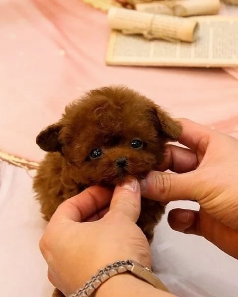 Regalo Cuccioli di barboncino di piccola taglia 