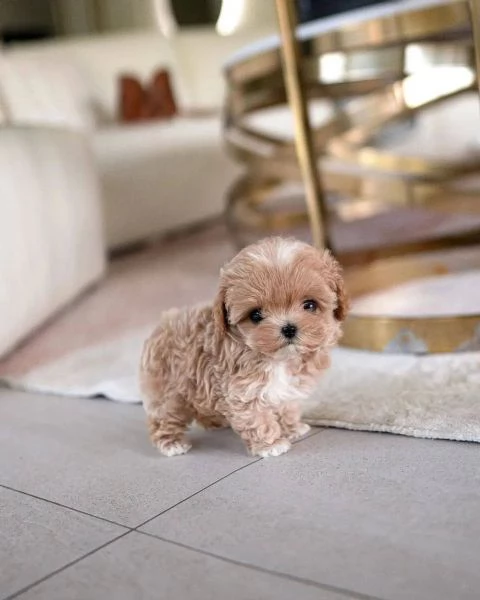 Regalo cucciolo barboncino NANI barboncino NANO CUCCIOLI 