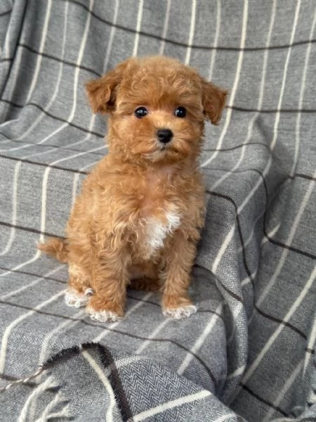 Regalo cucciolo Regalo di cuccioli di barboncino maschio e femmina