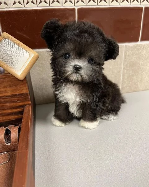 Regalo cucciolo REGALO CUCCIOLO BARBONCINO TOY microchip