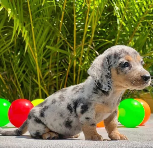 Regalo cucciolo Cuccioli di bassotto a pelo corto