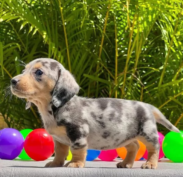 Regalo cucciolo Bassotti cuccioli