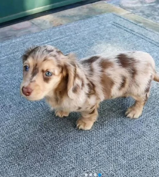Regalo cucciolo Bassotto tedesco cuccioli