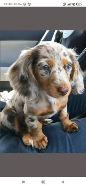 Regalo cucciolo Cuccioli di bassotto di 9settimane