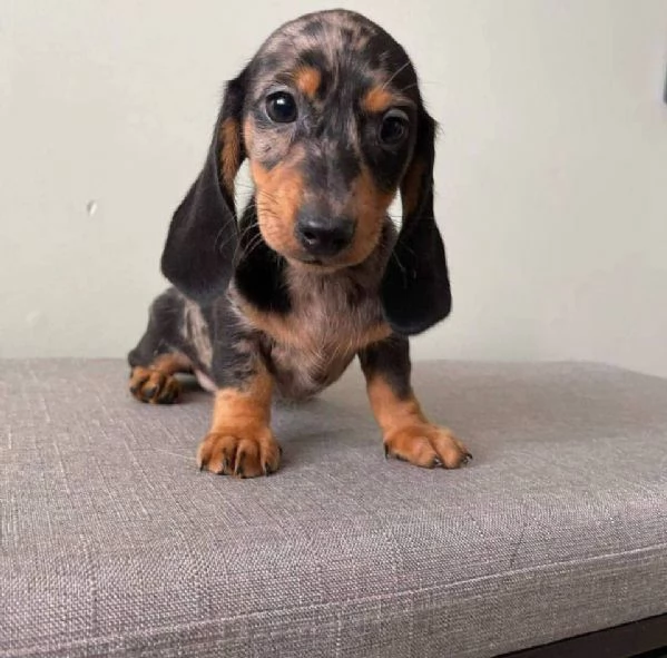Regalo cucciolo Cucciolo red bassotto nana