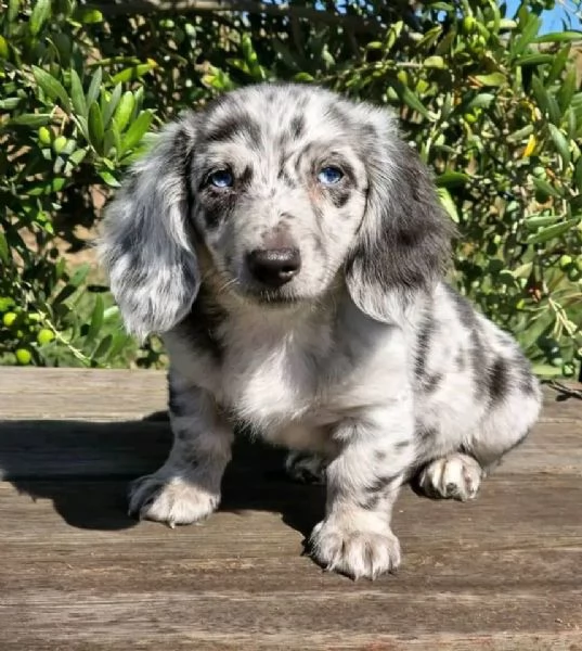 Regalo  cucciolo bassotto