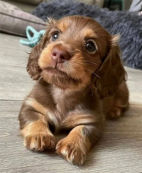 Regalo cucciolo Cucciolina bassotto femmina