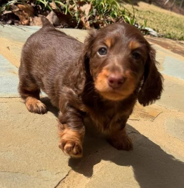 Regalo piccolissima cuccioli di bassotto per ladozione