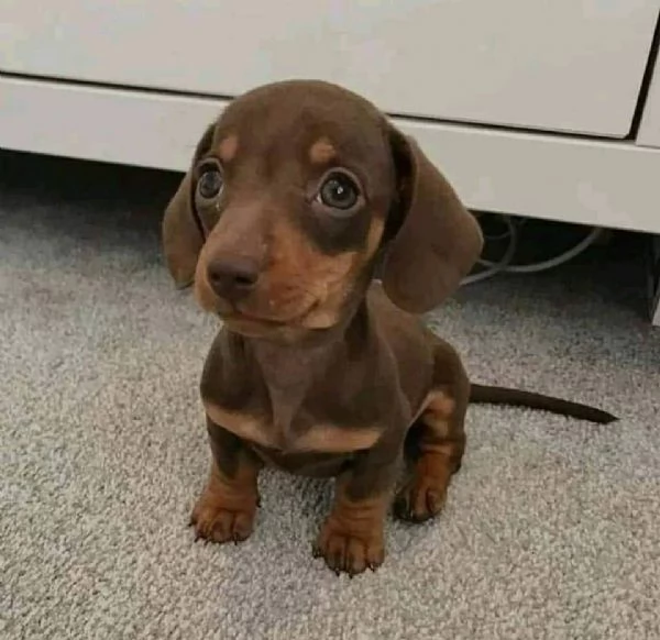 Regalo piccolissima cuccioli di bassotto per ladozione