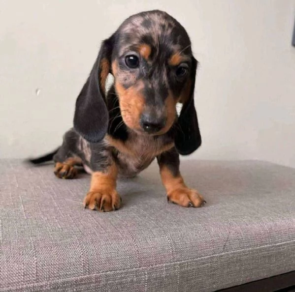 Regalo cucciolo Cucciolina bassotto femmina