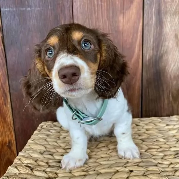 piccolissima cuccioli di bassotto per ladozione