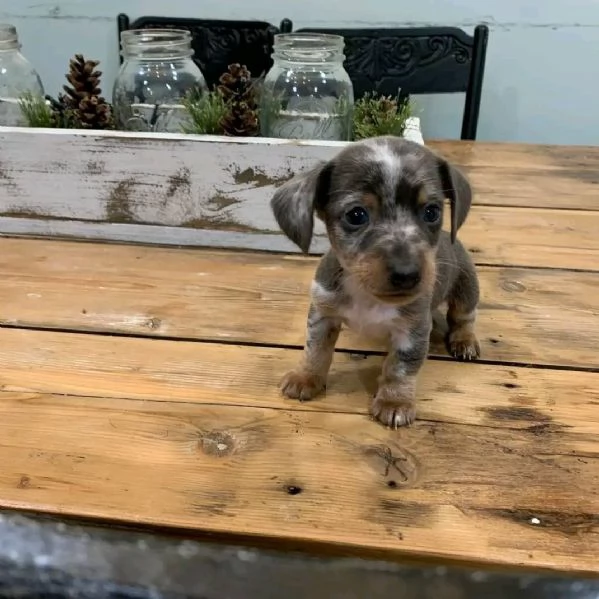 Regalo cucciolo Cucciolina bassotto femmina