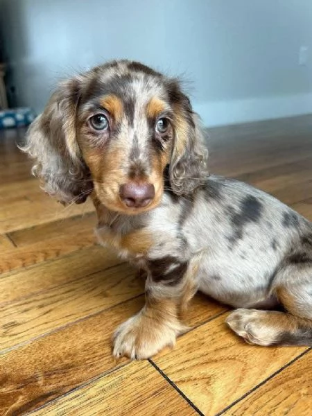 Regalo Regalo di cuccioli di bassotto maschio e femmina