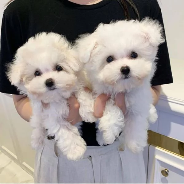 Regalo di cuccioli di Maltese maschio e femmina