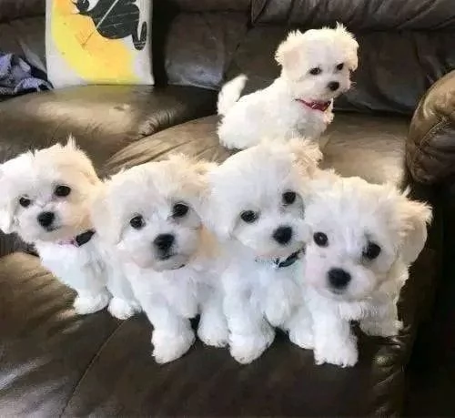 Regalo cucciolo maltese cuccioli