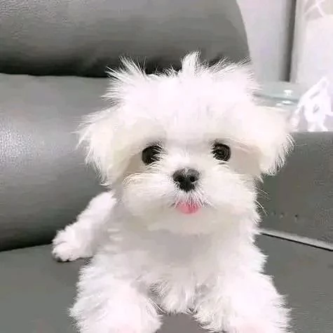 Regalo cucciolo Disponibile cucciola maltese