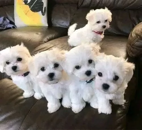 Regalo cucciolo maltese toy