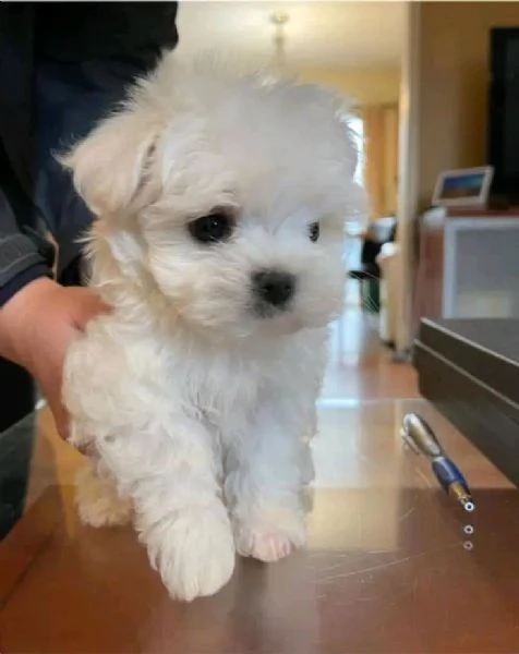 Regalo cucciolo regalo  maltesemini