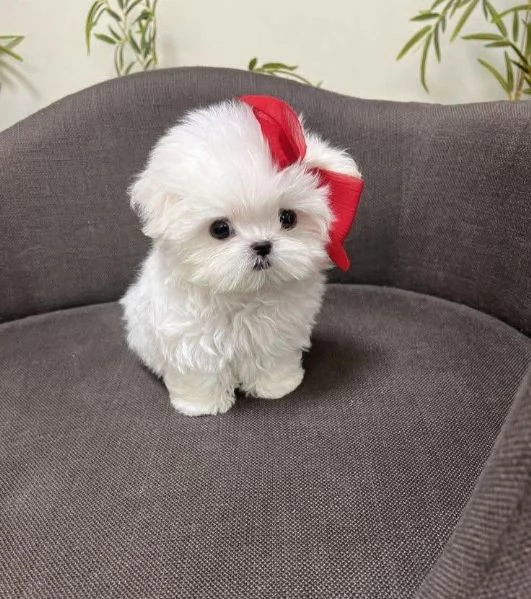Regalo cucciolo REGALO CUCCIOLO maltese TOY