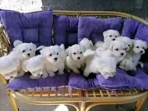 Regalo cucciolo maltese  TOY mano