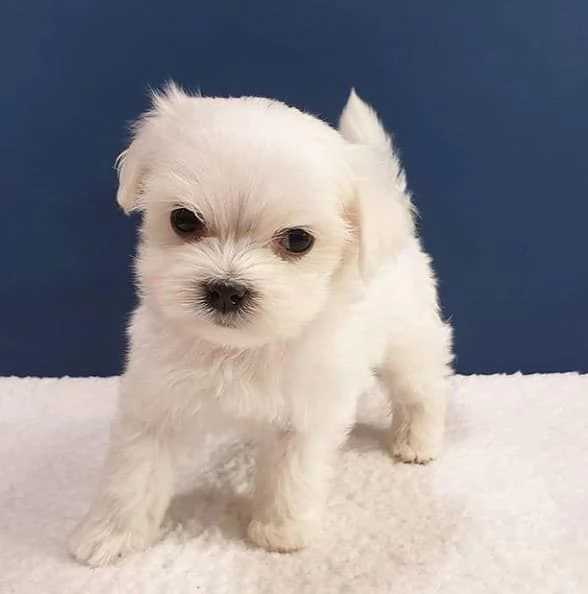 Regalo cucciolo REGALO MALTESE