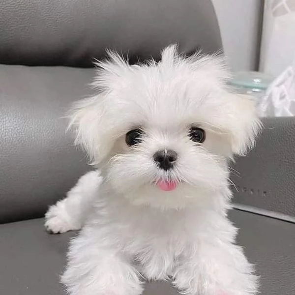 Toy Regalo Maltese toy maschio e femmina