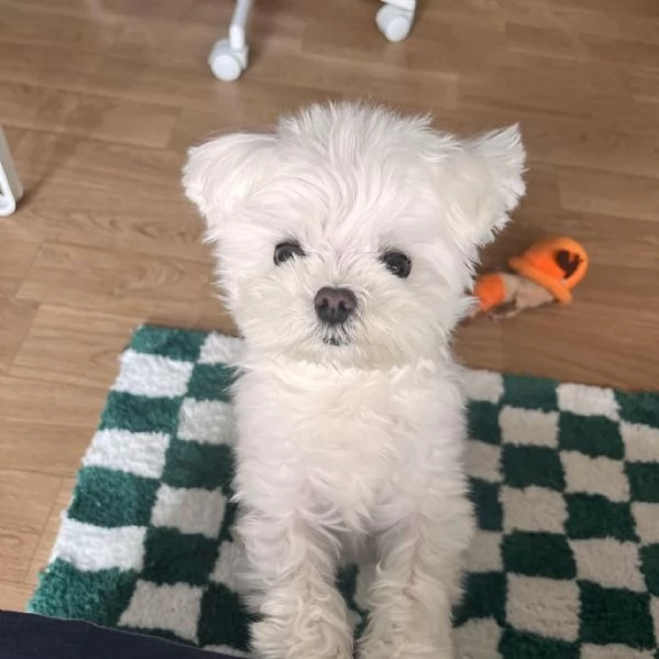 Regalo piccolissima cuccioli di Maltese per ladozione