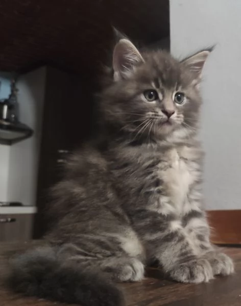 Cucciolo Maine Coon  | Foto 0
