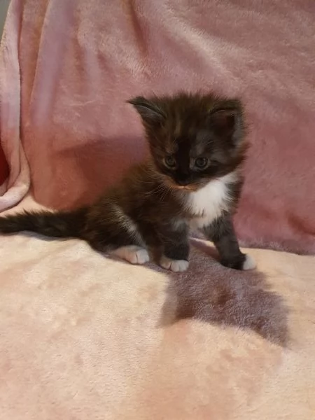 Cuccioli maine coon 