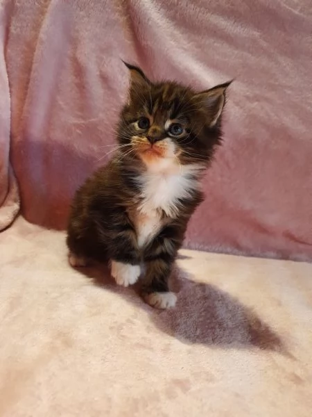 Cuccioli maine coon  | Foto 2