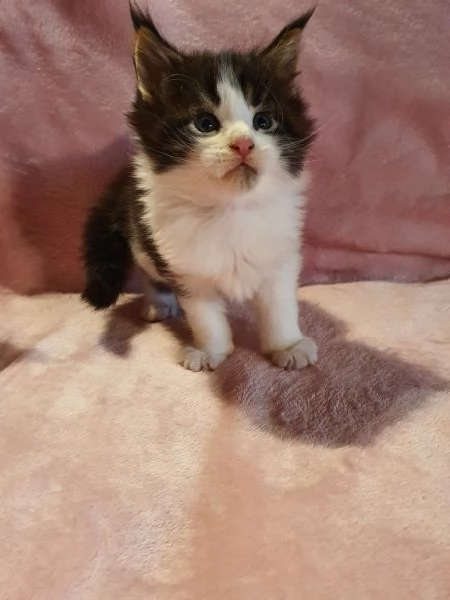 Cuccioli maine coon  | Foto 1