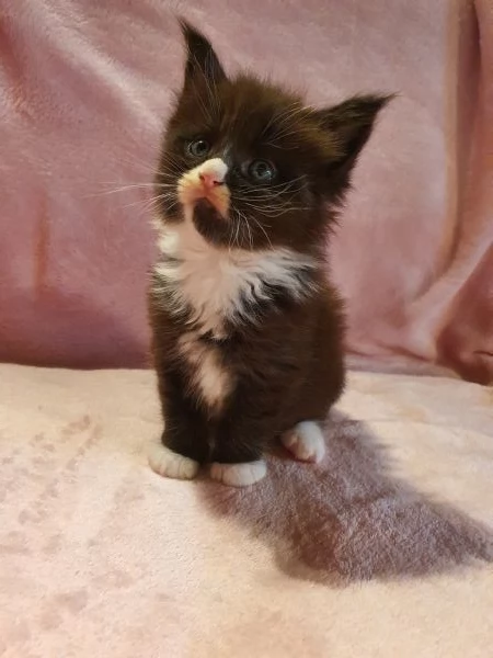 Cuccioli maine coon  | Foto 0
