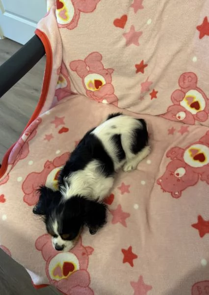 Regalo cavalier King Charles maschio e femmina | Foto 0
