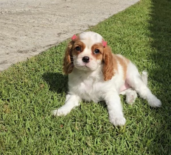 Regalo cavalier King Charles maschio e femmina