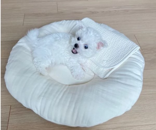 Regalo Maltese mini toy  | Foto 0