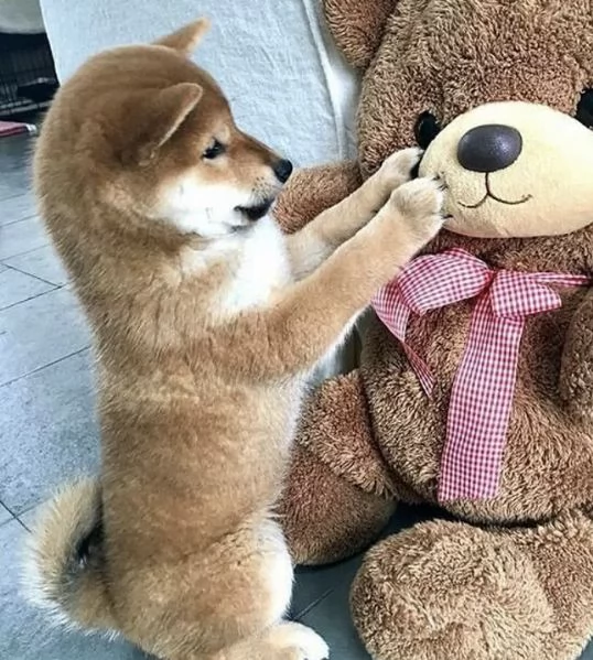 Regalo Shiba Inu  mini